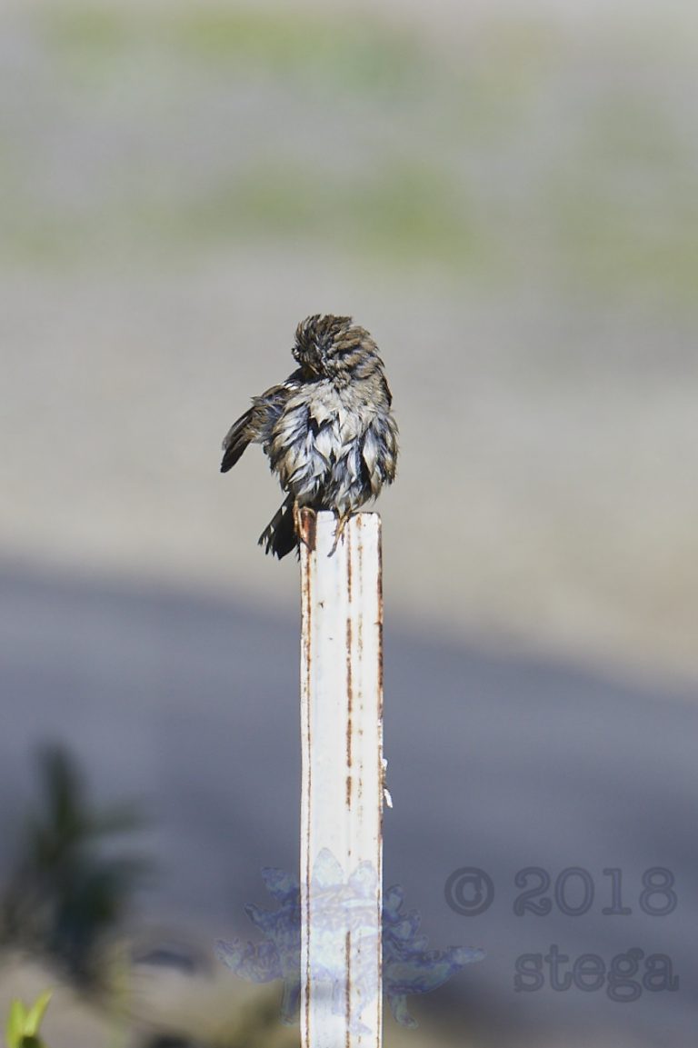 Gold-Crowned Sparrow