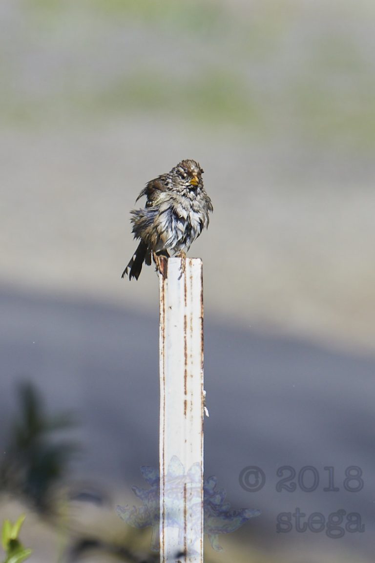 Sodden Sparrow