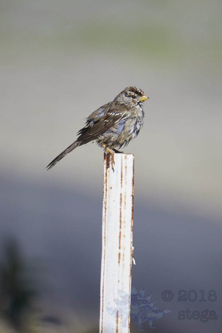 Soggy Gold-crowned Sparrow