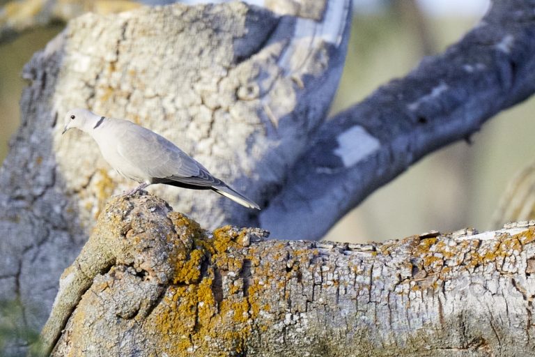 Eurasian Collared Dove
