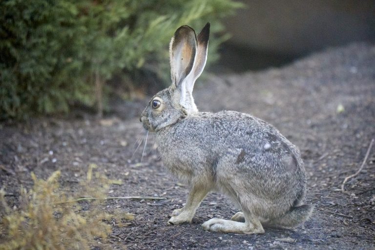 Western Hare