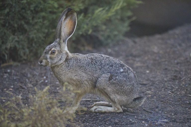 Western Hare