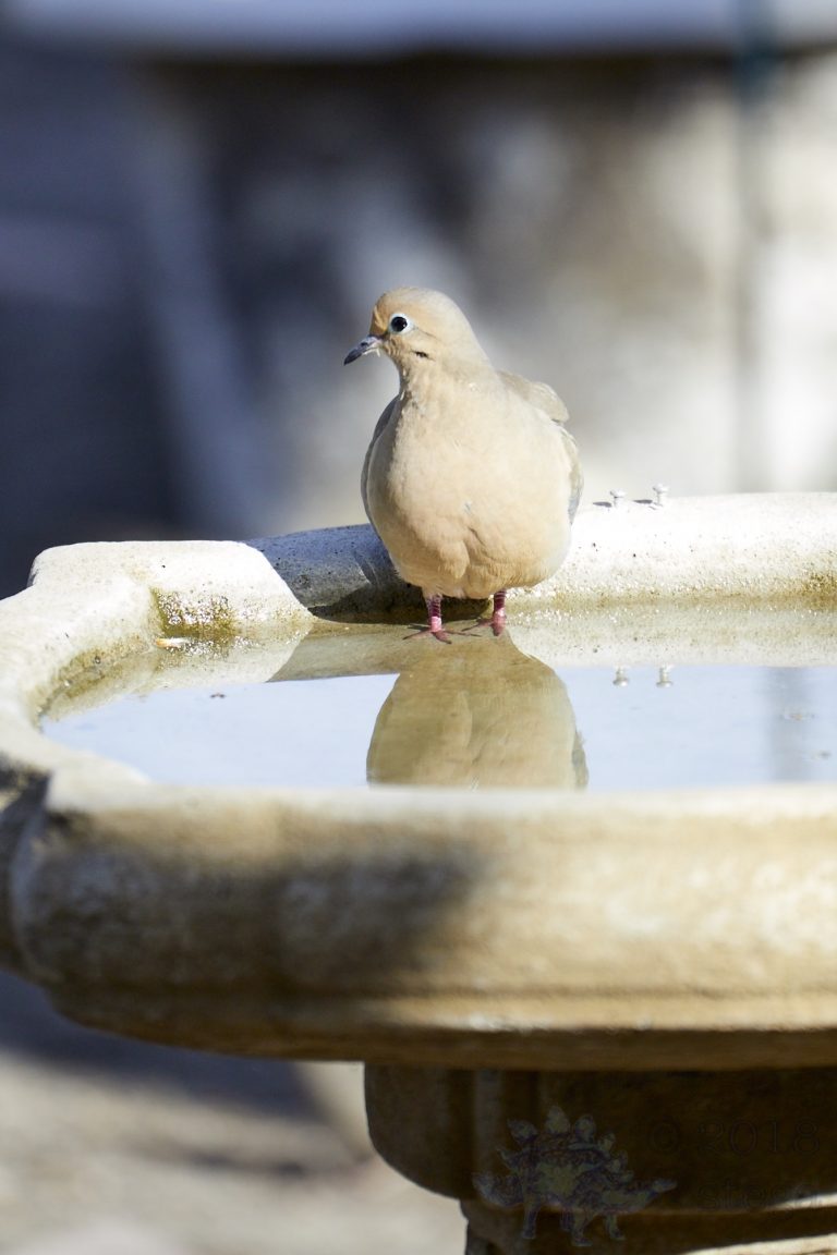 Mourning Dove