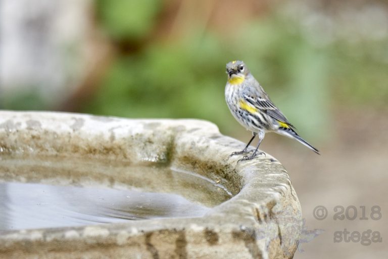 Yellow-rumped Warbler