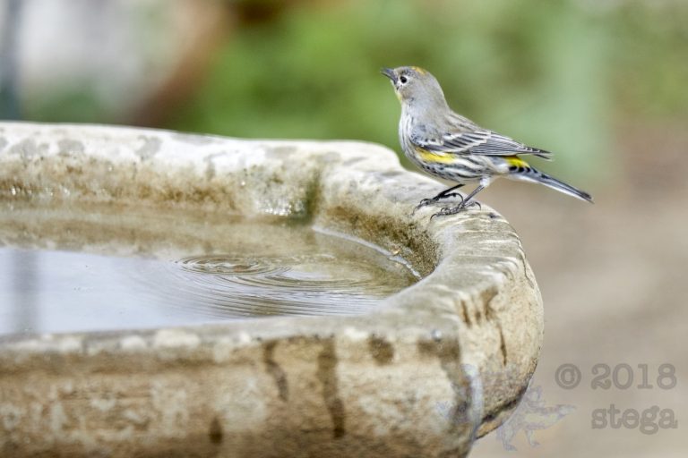 Yellow-rumped Warbler