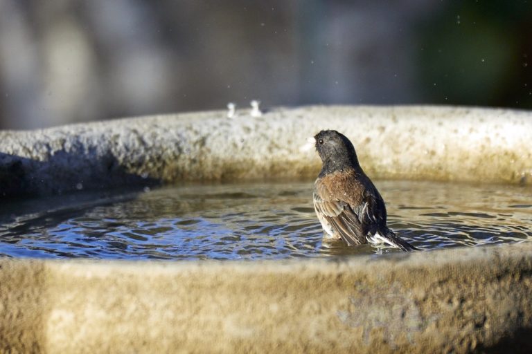 Dark-eyed Junco