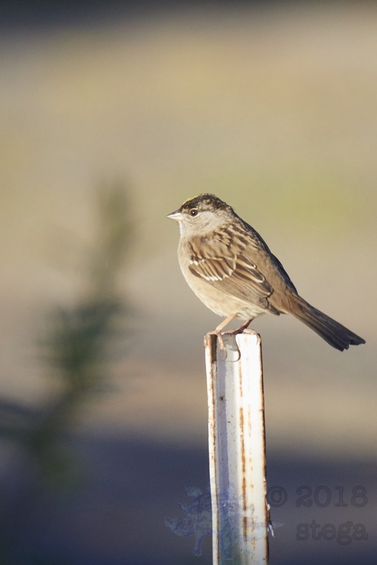 Gold-Crowned Sparrow