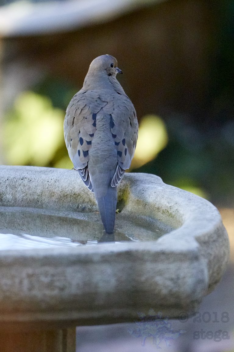 Mourning Dove