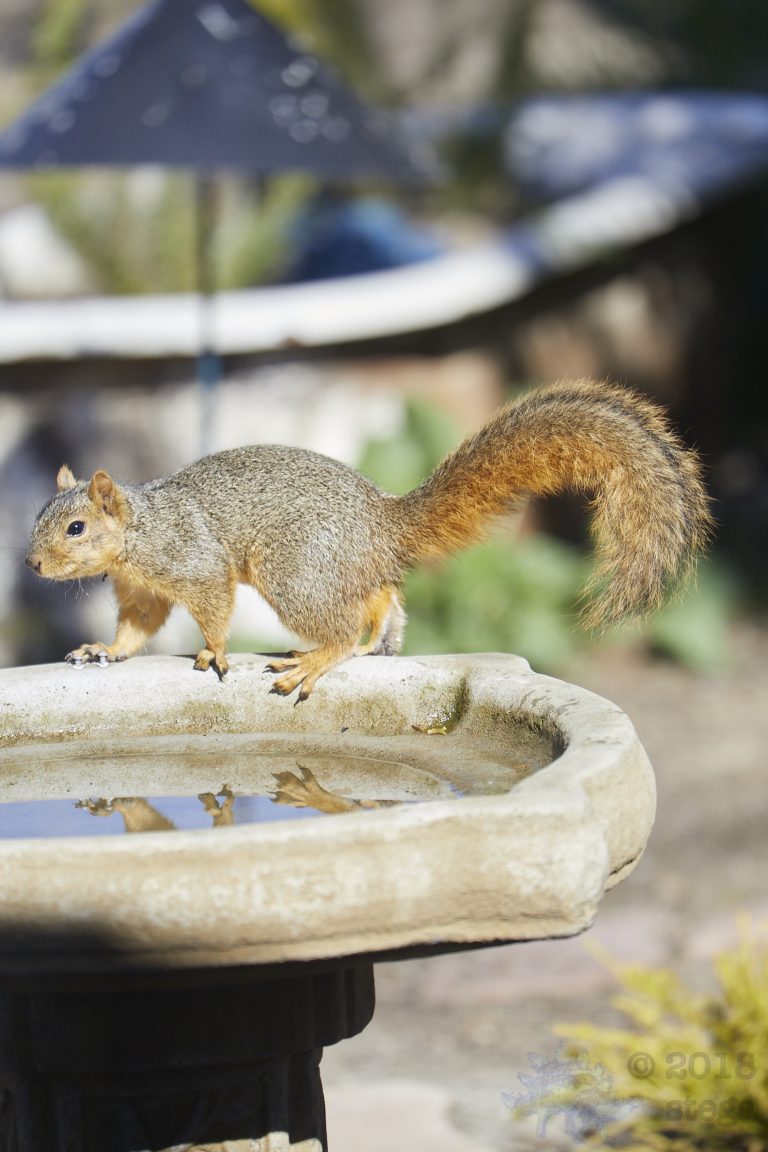 Fox Squirrel