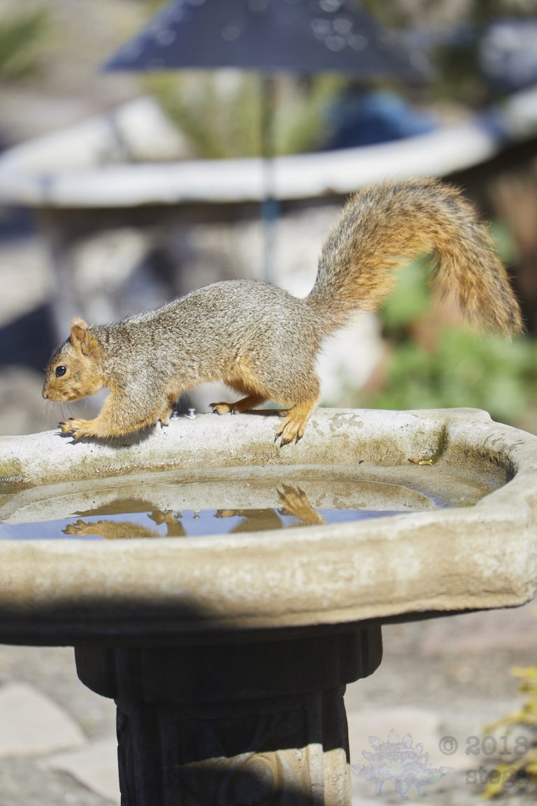Old School Week: Fox Squirrel