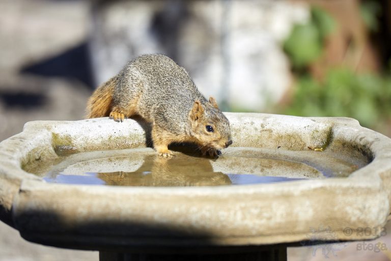 Old School Week: Fox Squirrel
