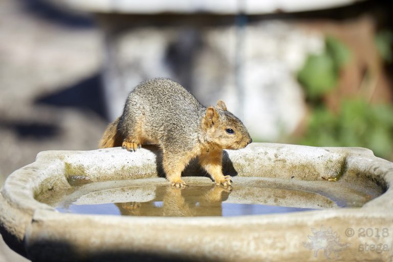 Fox Squirrel (3)