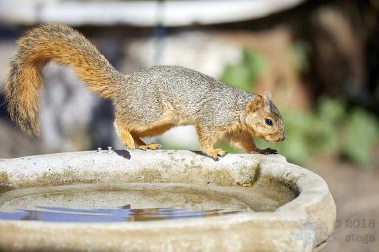 Fox Squirrel