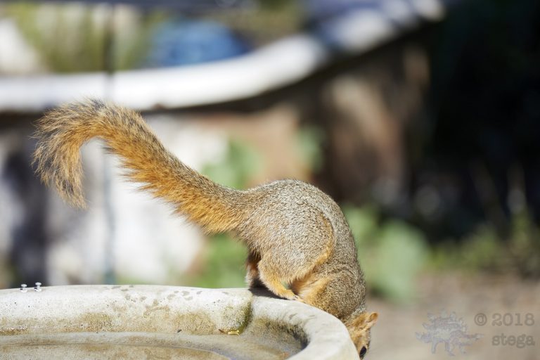 Old School Week: Fox Squirrel