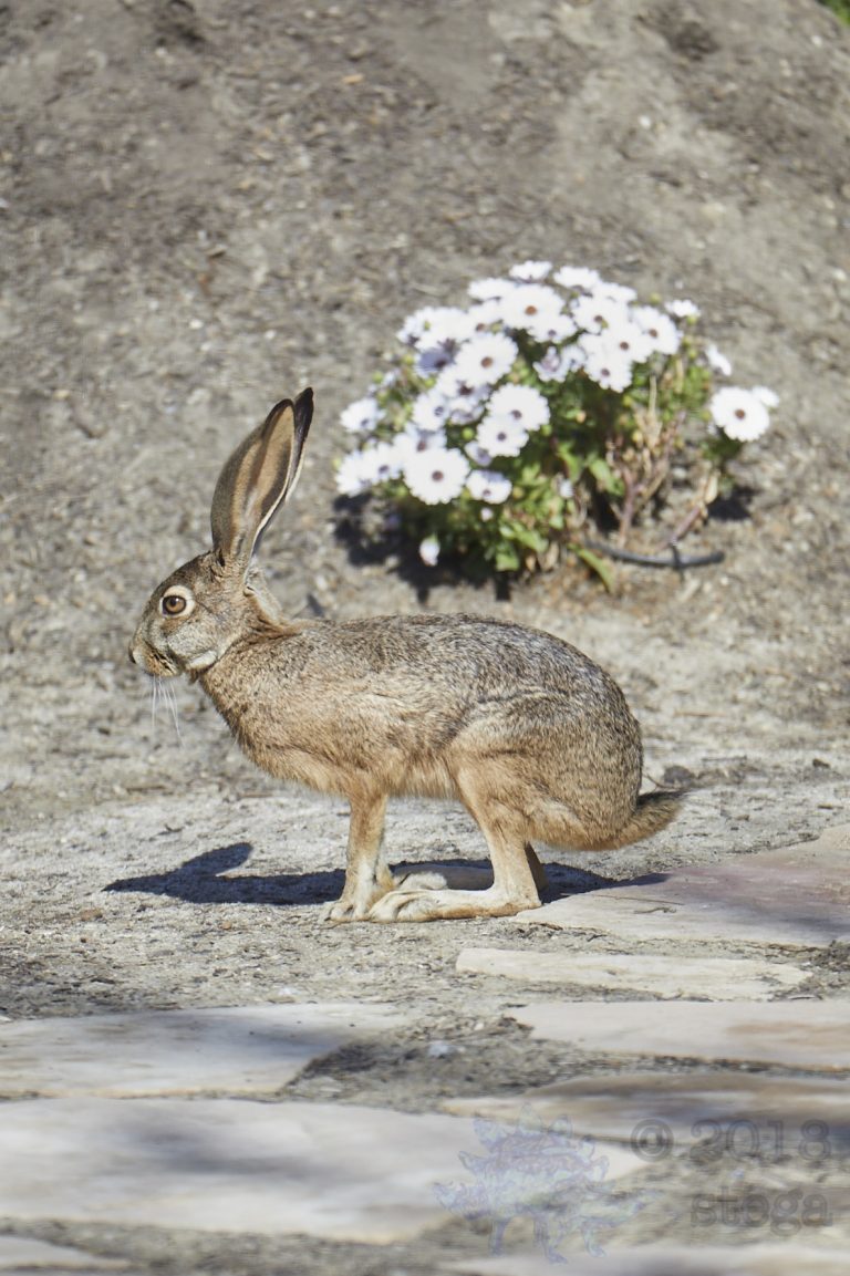 Western Hare