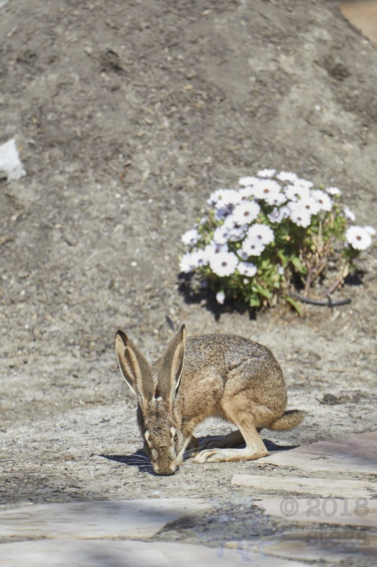 Western Hare