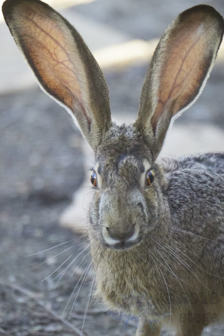 Western Hare