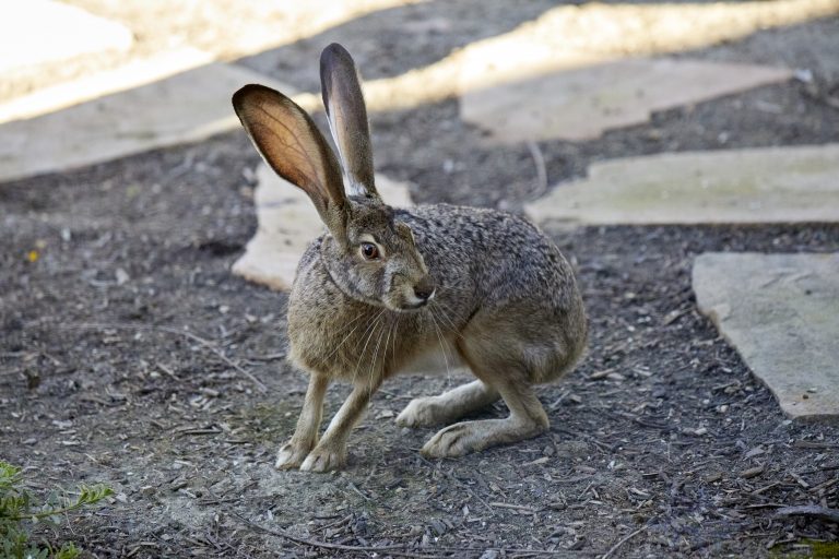 Western Hare