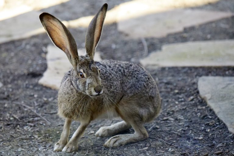 Western Hare