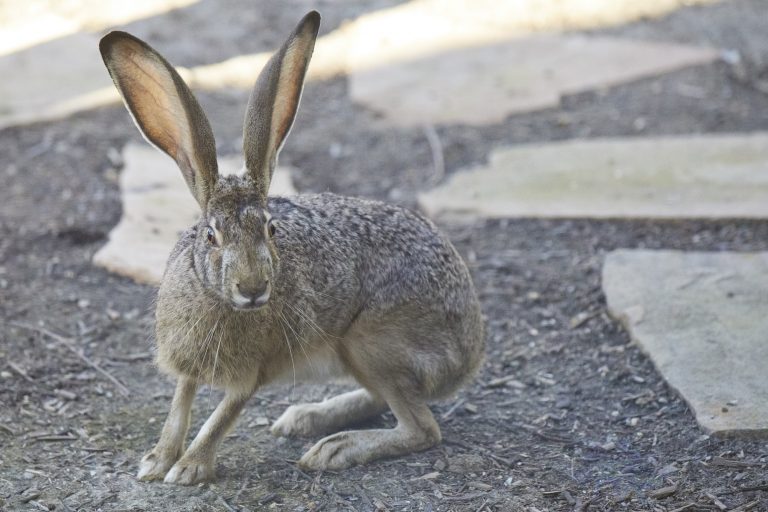 Western Hare