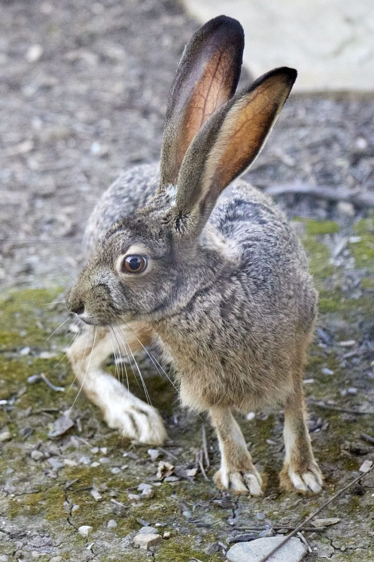 Western Hare
