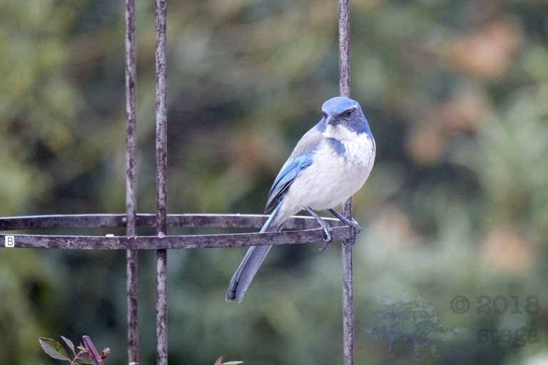 California Scrub Jay