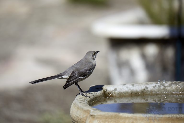 Northern Mockingbird