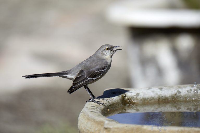 Northern Mockingbird