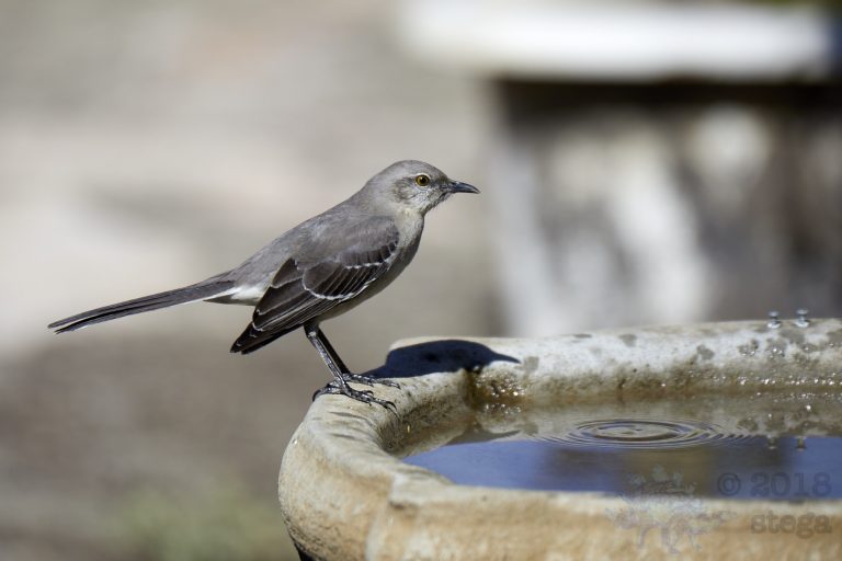 Northern Mockingbird