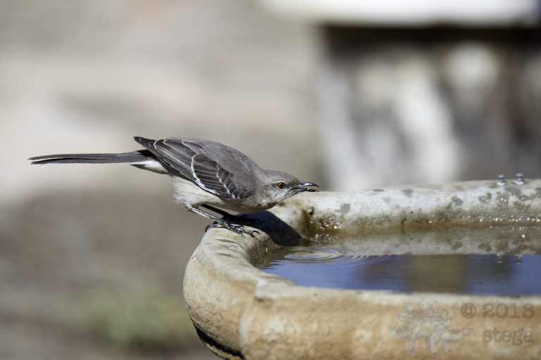 Northern Mockingbird