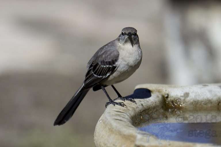 Northern Mockingbird
