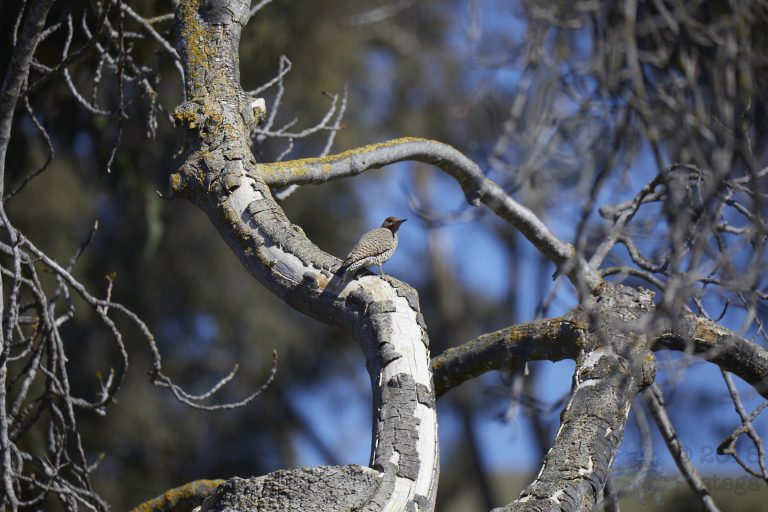 Northern Flicker