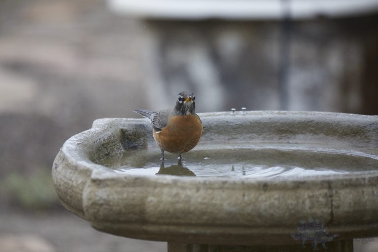 Old School Week: American Robin