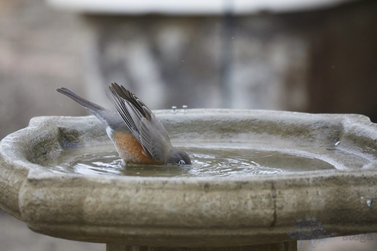 Old School Week: American Robin
