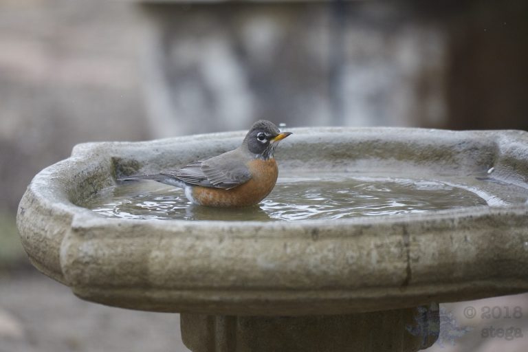 Old School Week: American Robin