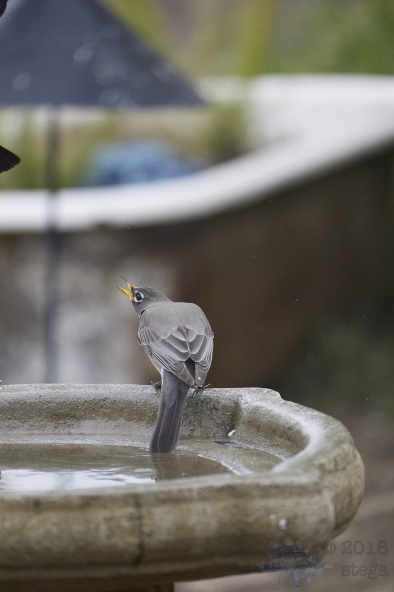 Old School Week: American Robin