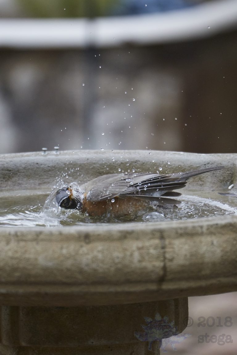 Old School Week: American Robin