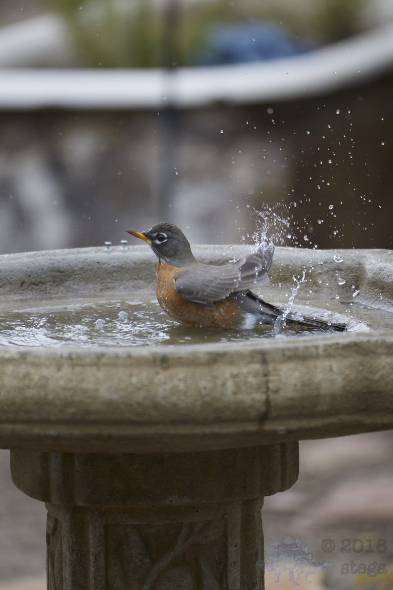 Old School Week: American Robin