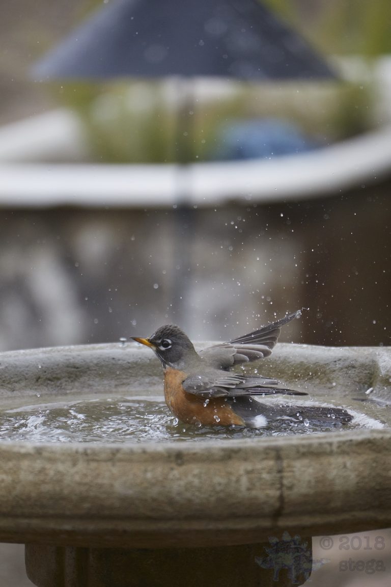American Robin (7 Images)