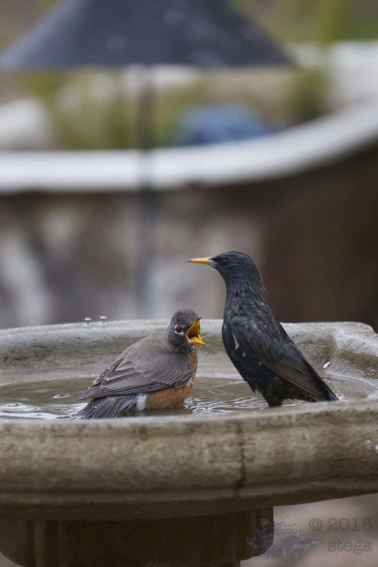 American Robin: Interrupted Bath (7 Images)