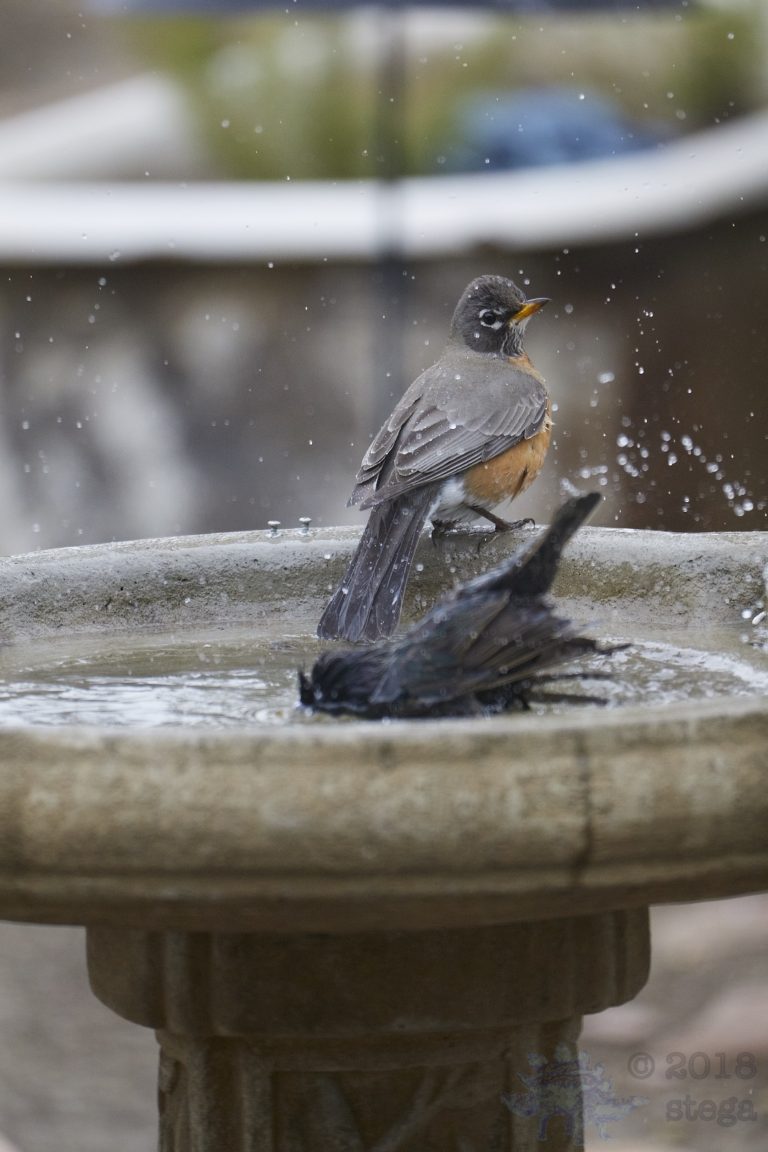 Old School Week: American Robin