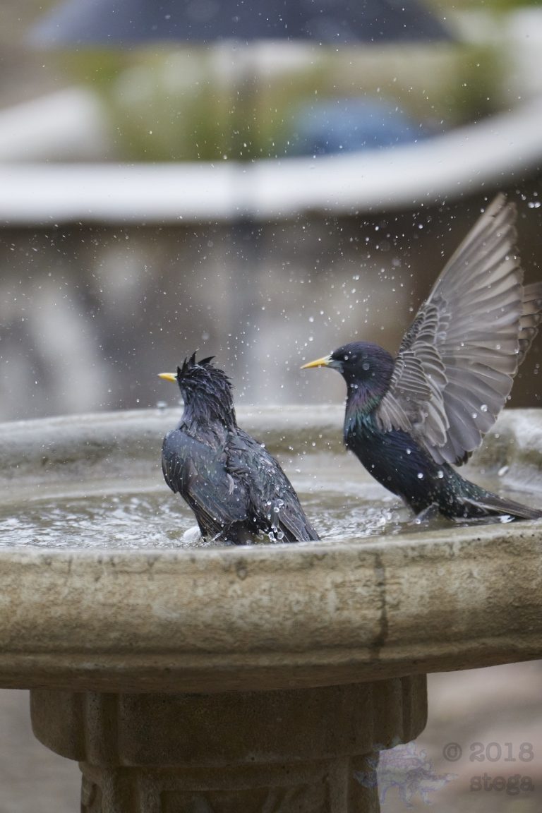European Starlings at the Bath (10 Image Series)