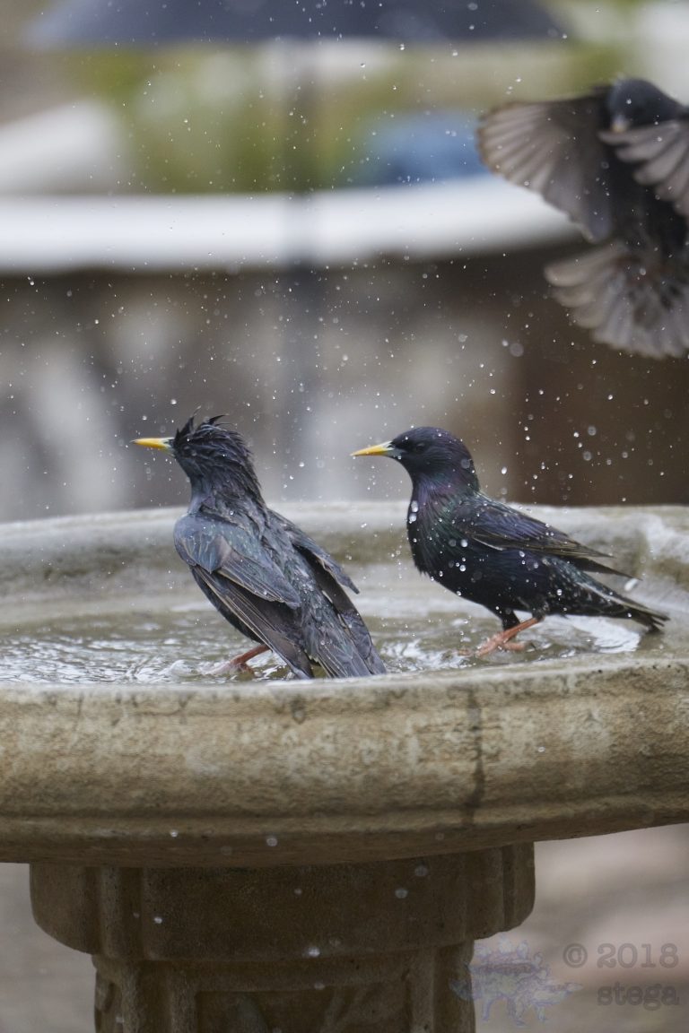 Old School Week: Bathing European Starling