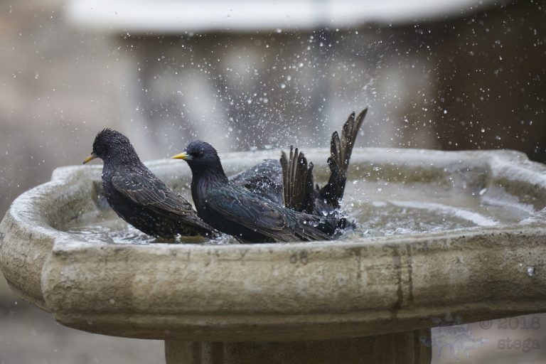Old School Week: Bathing European Starling