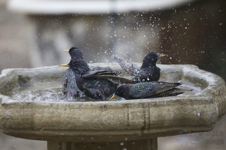 Old School Week: Bathing European Starling
