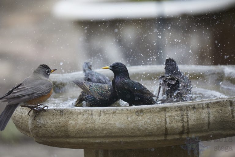 Old School Week: Bathing European Starling