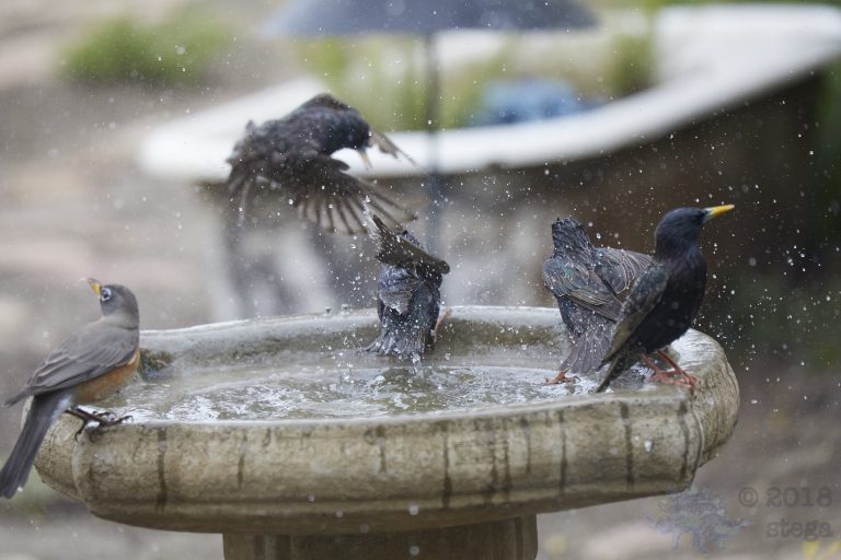 Old School Week: Bathing European Starling