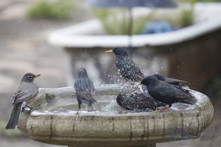 Old School Week: Bathing European Starling