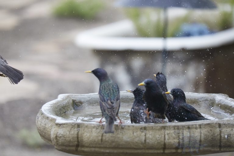 Old School Week: Bathing European Starling
