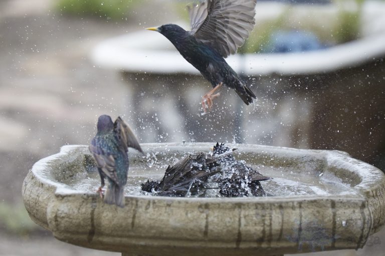 Old School Week: Bathing European Starling